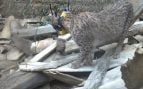 Linces Cerrato palentino