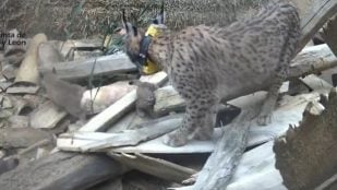 Linces Cerrato palentino