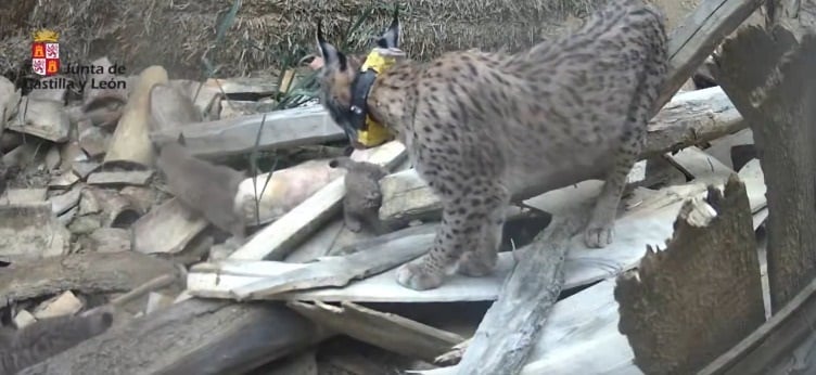 Imagen de los cinco primeros cachorros de lince ibérico de dos camadas diferentes en el primer año del proyecto de reintroducción en Castilla y León. (Foto: JCyL)