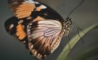 Pesticidas y mariposas, por qué cada vez hay más mariposas, cómo afectan los pesticidas a las mariposas.