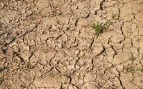 Alicante proyecto contra las plagas agrícolas, usan un hongo para ayudar agricultura en Alicante, científicos ayudan contra problemas agricultura en Alicante, plantas más resistentes con un hongo, usan hongo para el control de plagas.