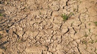Alicante proyecto contra las plagas agrícolas, usan un hongo para ayudar agricultura en Alicante, científicos ayudan contra problemas agricultura en Alicante, plantas más resistentes con un hongo, usan hongo para el control de plagas.