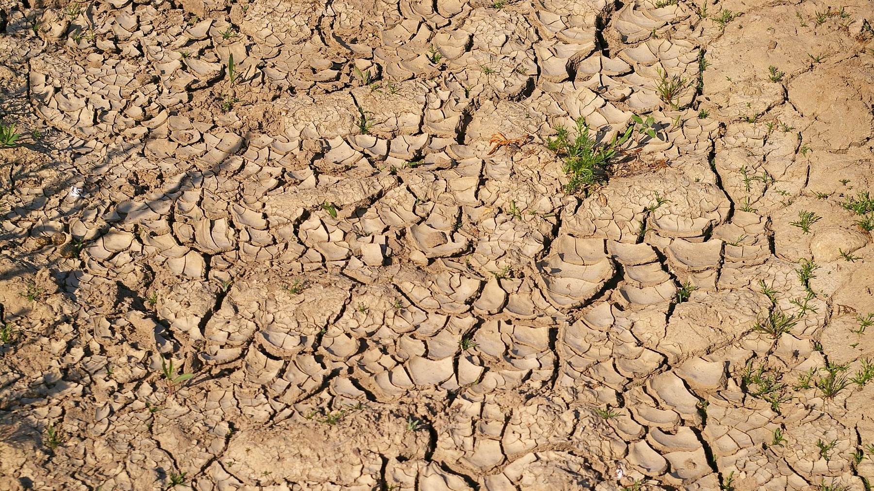 Investigadores de Alicante están probando un hongo que podría combatir las plagas y hacer los cultivos más resistentes