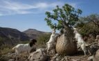 Cabras y ceiba barrigona, cabras acaban con la ceiba barrigona, cabras acaban con una planta que sólo existe en un cañón, las cabras dañan a planta de Colombia.