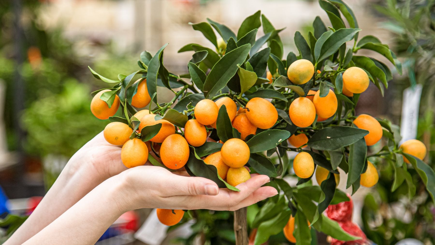 7 árboles frutales cuyas raíces no dañarán el pavimento de tu jardín, perfectos para espacios pequeños