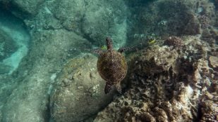 tortuga robótica