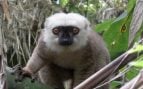 Lémur de cara blanca, animal, especie, naturaleza