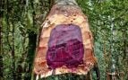 Madera morada de la especie Peltogyne sp. Foto: Prefeitura Municipal de Belém, CC BY-SA 4.0, vía Wikimedia Commons