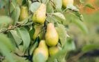 Árbol, naturaleza, curiosidades
