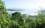 Reforestación Panamá, plan para reforestar con árboles nativos Panamá, plan medioambiental de Panamá, Panamá reforestar.