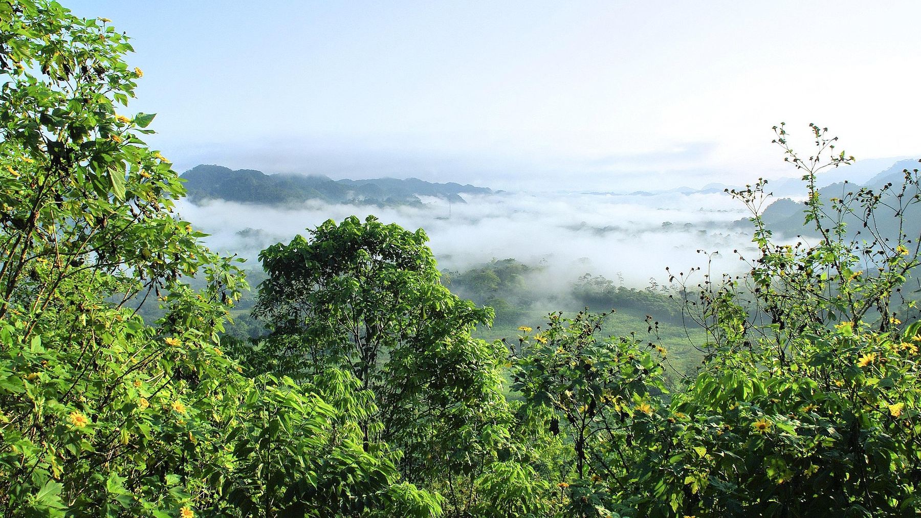 Panamá coge el toro por los cuernos: confirma para 2026 la reforestación de 1.320 hectáreas de un Parque Nacional
