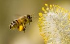 abejas suiza