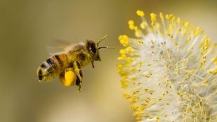abejas suiza