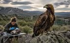 águila, animales, aves