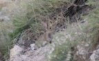 Plaga, especie protegida, animales