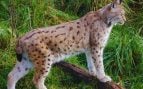 Especies en España