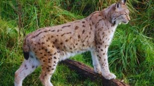 Especies en España