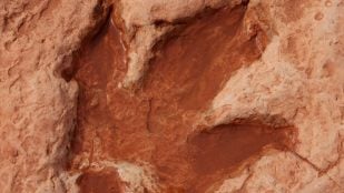 Huellas de dinosaurio