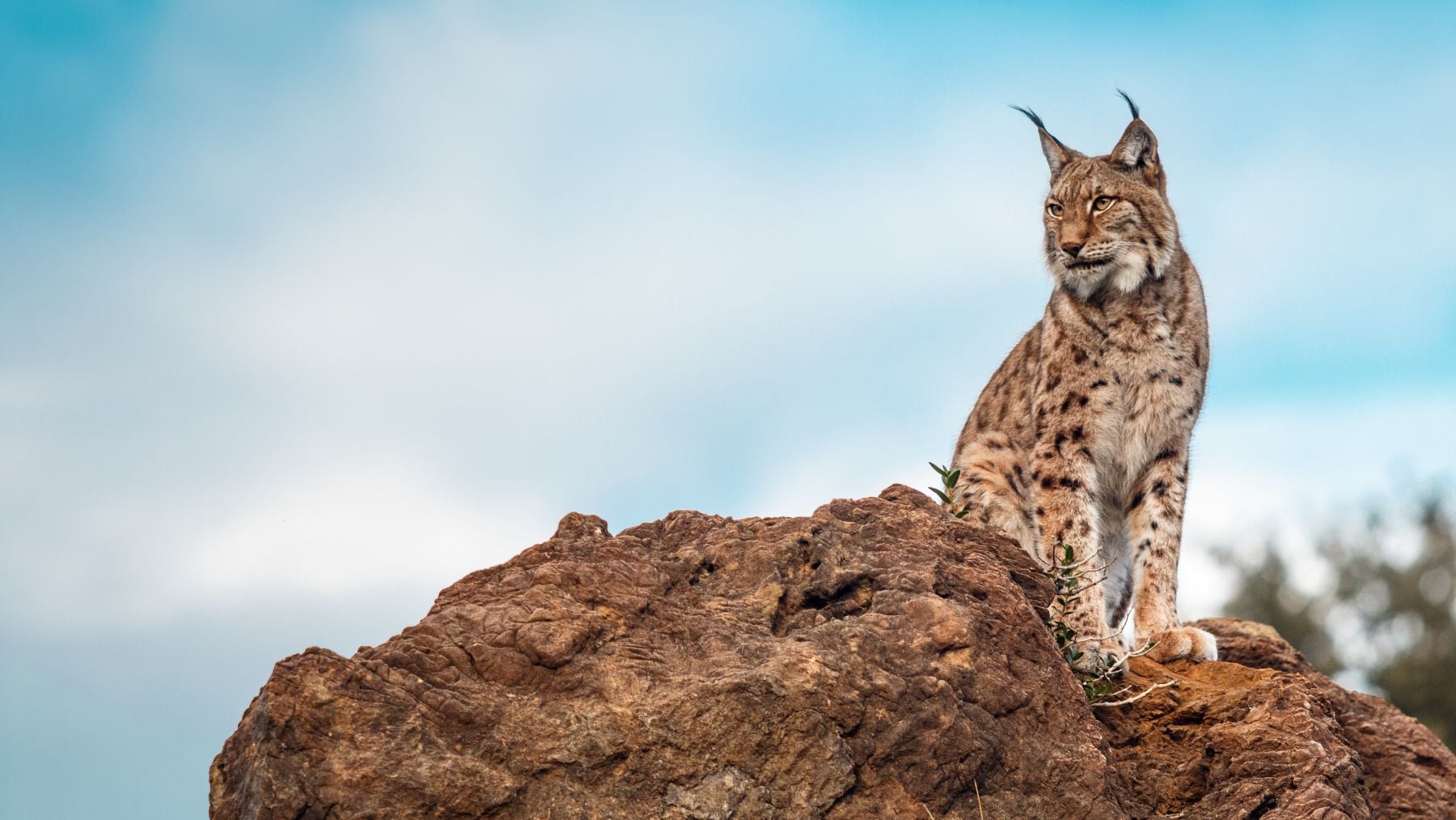 Si los linces comen conejos, ¿cómo se explica que haya más conejos en los territorios donde habitan los linces?