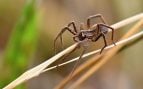 araña mosquitos sangre