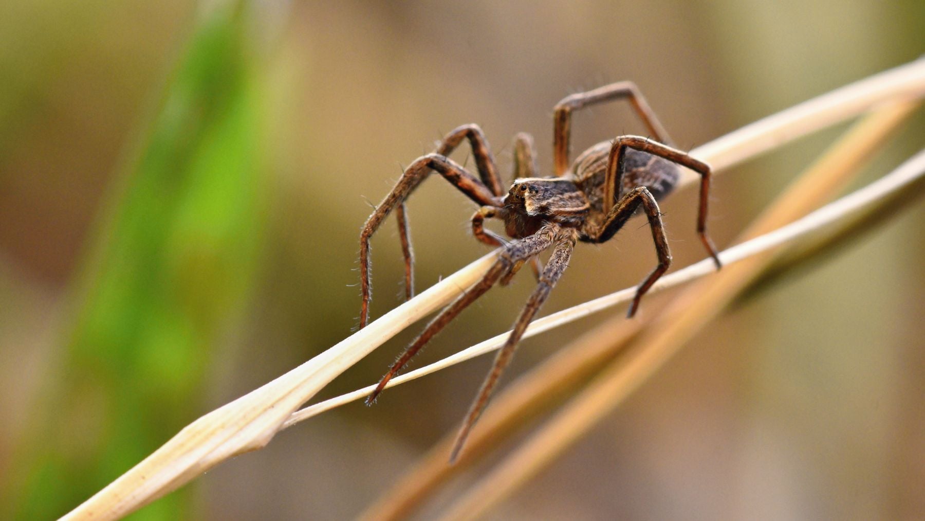 Asombro en la comunidad científica por la araña que prefiere cazar mosquitos llenos de sangre humana
