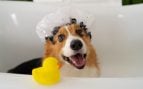 Perro, animales, mascotas