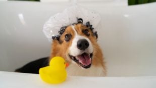 Perro, animales, mascotas
