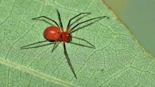 Las arañas rojas