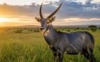 antílope azul, animales, naturaleza