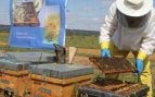 Abejas y plantas solares, la iniciativa de Endesa que se consolida por toda la península