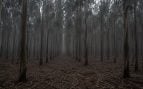 Bosque, eucaliptos, árboles