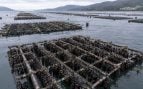 mejillones, Galicia, bateas