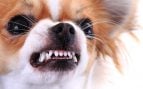 Perro