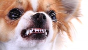 Perro