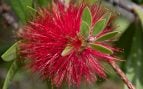 Arbusto, naturaleza, curiosidades