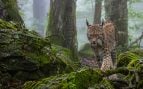 Lince, animales, especie