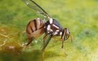 Mosca oriental de la fruta, insectos, Cantabria, plagas