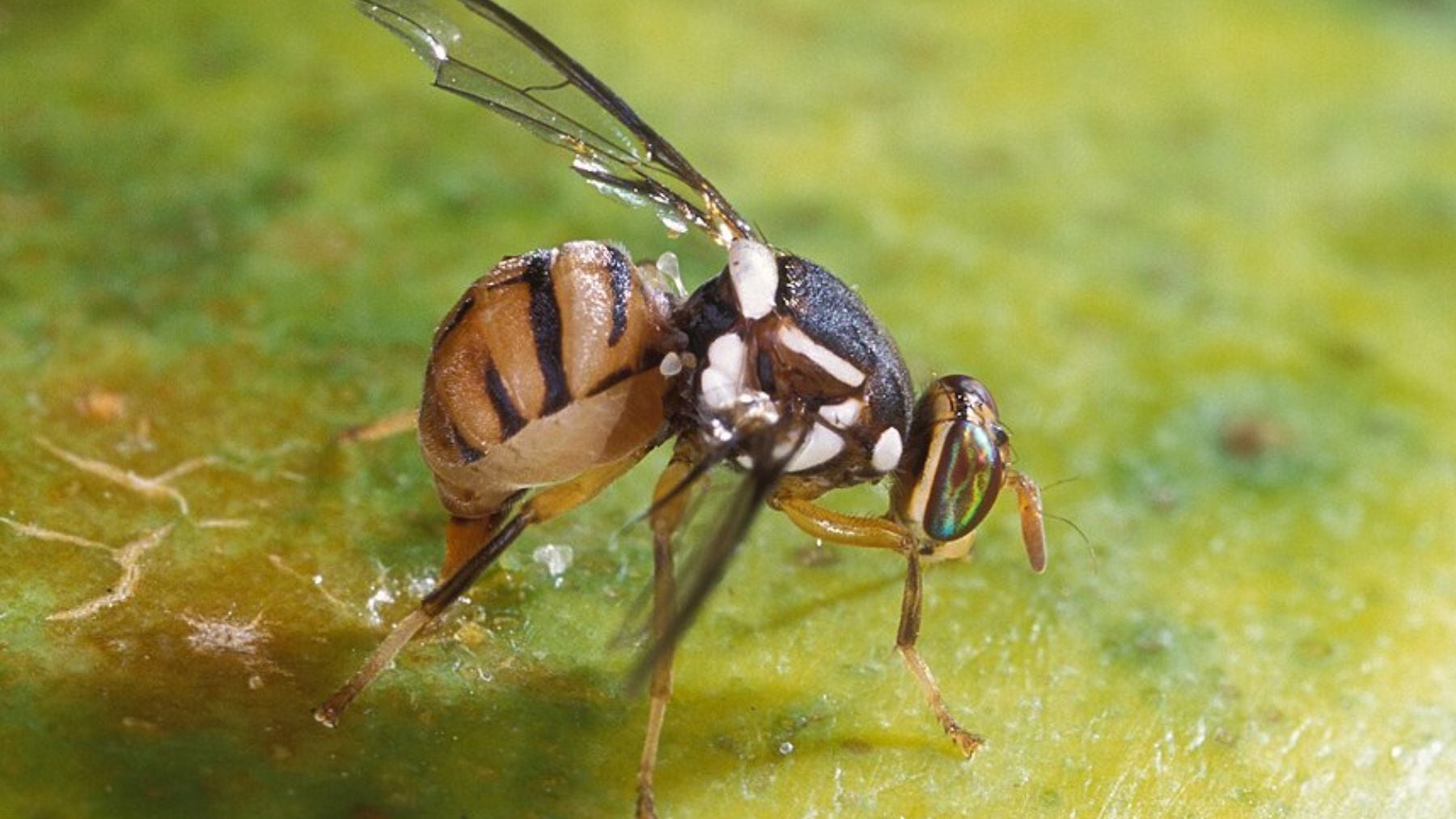 Saltan todas las alarmas en Cantabria: llega a España la devastadora plaga agrícola de la mosca oriental de la fruta