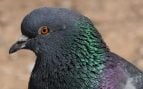 Especies invasoras, aves, mamíferos, animales