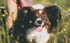 Perros, animales, mascotas