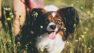 Perros, animales, mascotas