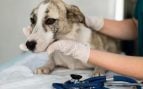 Un veterinario revisa a un perro enfermo. Foto: Freepik