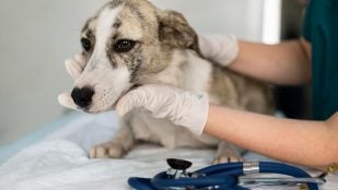 Un veterinario revisa a un perro enfermo. Foto: Freepik