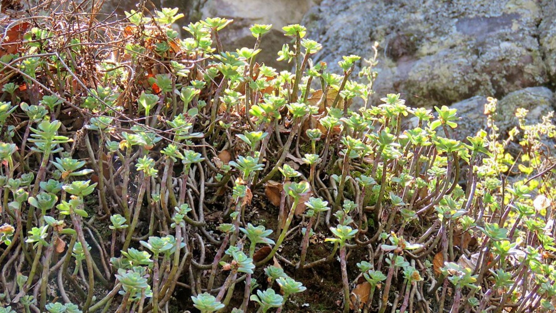 No busques más: la mejor planta todoterreno con flores para tu jardín, resistente a las plagas y fácil de cuidar