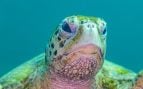 Tortuga carey, animales, naturaleza