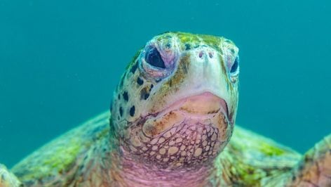 Tortuga carey. Foto: Wikimedia Commons /  CC BY-SA 4.0 / Diego Delso