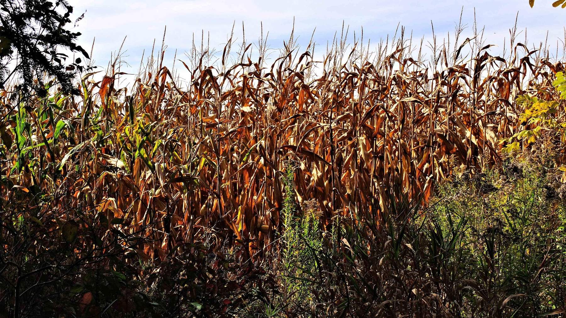 La imaginación al poder: investigadores gallegos logran rebajar los costes agrícolas plantando hierba entre los cultivos