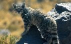 Felino, animal, naturaleza, Argentina
