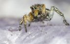 araña cangrejo