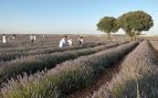 Alcarria, Provenza española, turismo, Castilla La Mancha